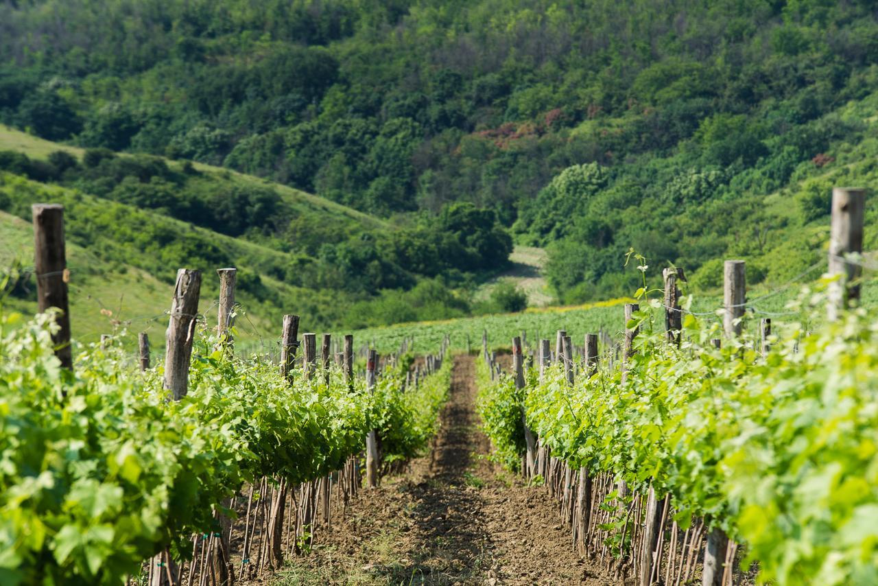 Seven Generations Winery Hotel Mechka Luaran gambar